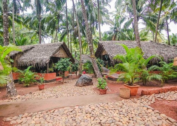 Palm Trees Ayurvedic Heritage