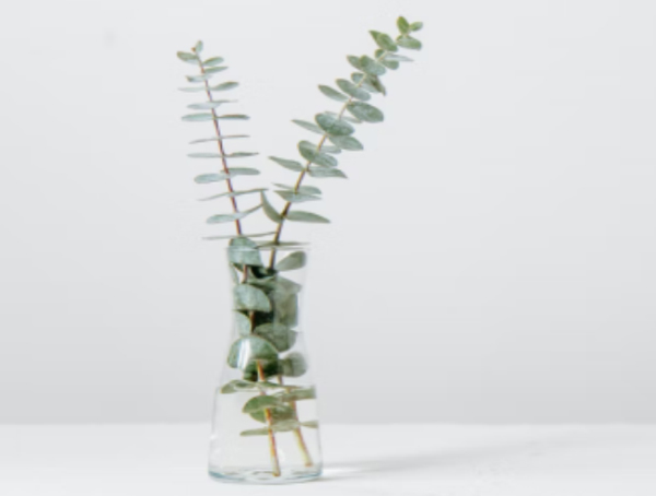 Tigris Relaxation Programme